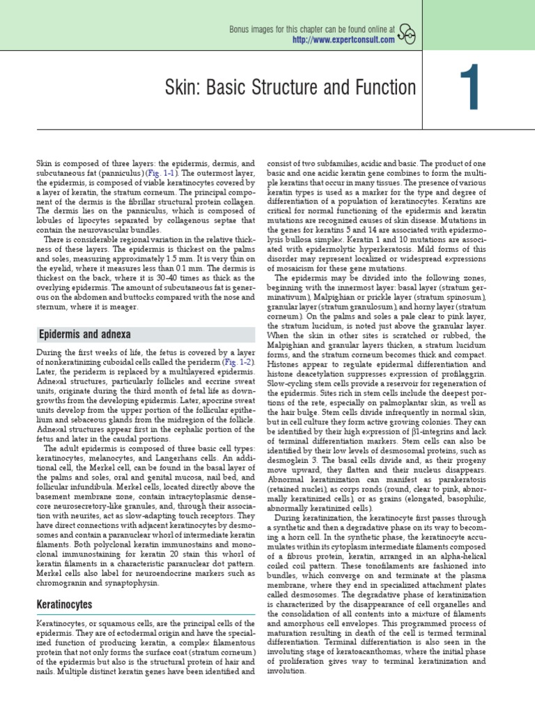 Skin Basic Structure and Function | PDF | Epidermis | Skin