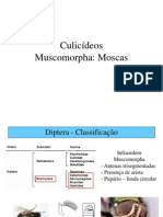 Entomologia Biologia 3-2