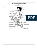 Esquema Da Digestão Dos Alimentos