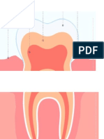 Partes Del Diente Por Dentro