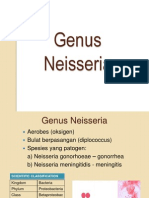 Genus Neisseria