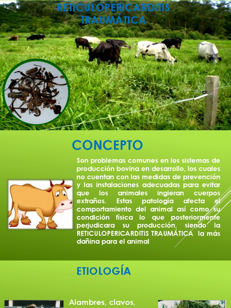 Reticulopericarditis Traumática en Bovinos | PDF | Rumiante ...