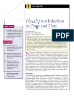 C+F-Physaloptera Infection in Dogs and Cats