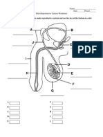 Male Reproductive System Worksheet