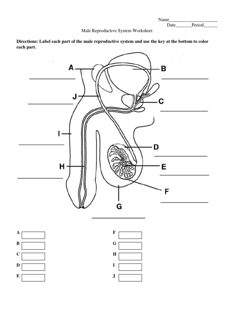 Male Reproductive System Worksheet PDF