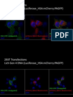 293T Transfections Lich Gen 4 Dna (Luciferase - Hsa:Mcherry:Pagfp)