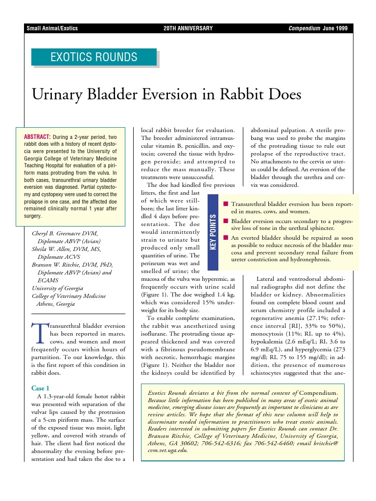 Transurethral Bladder Eversion in Rabbits | PDF | Urinary Bladder ...