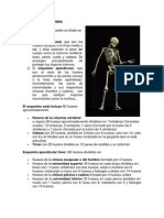 esquema_Division_esqueleto.pdf