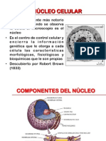 Núcleo celular.pdf