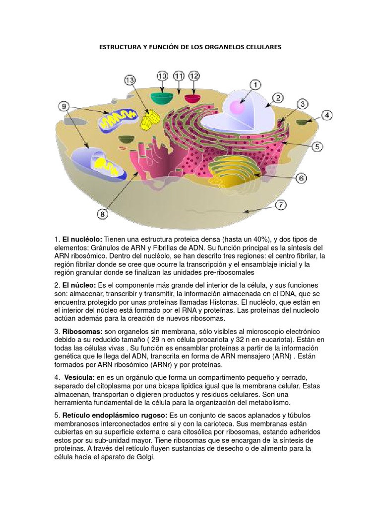 A Organela Celular Mencionada Nesse Texto Possui A Função De