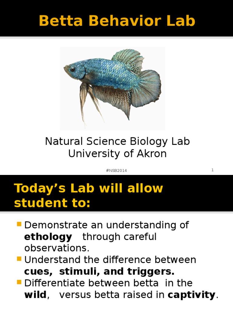 Betta Fish Behavior Study Lab Guide | PDF | Ethology | Behavioural Sciences