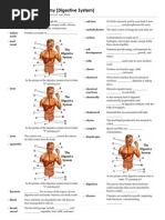 Anatomy Digestive System