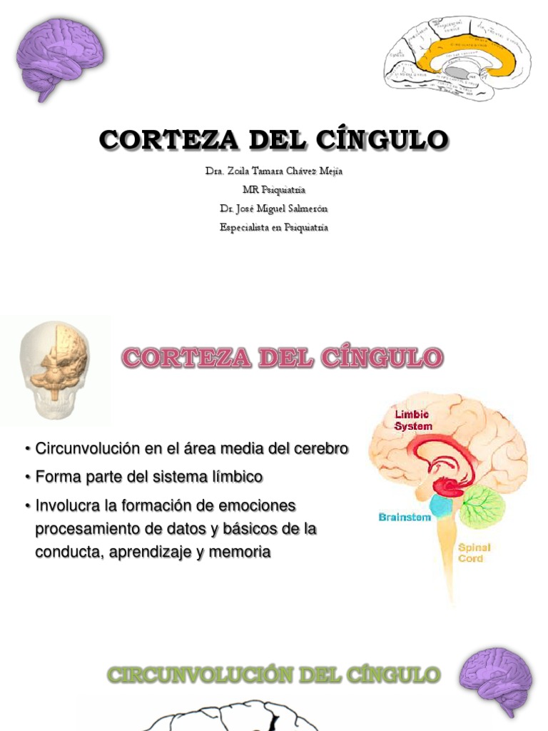 Funciones de la Corteza del Cíngulo | PDF | Neurobiología | Cerebro