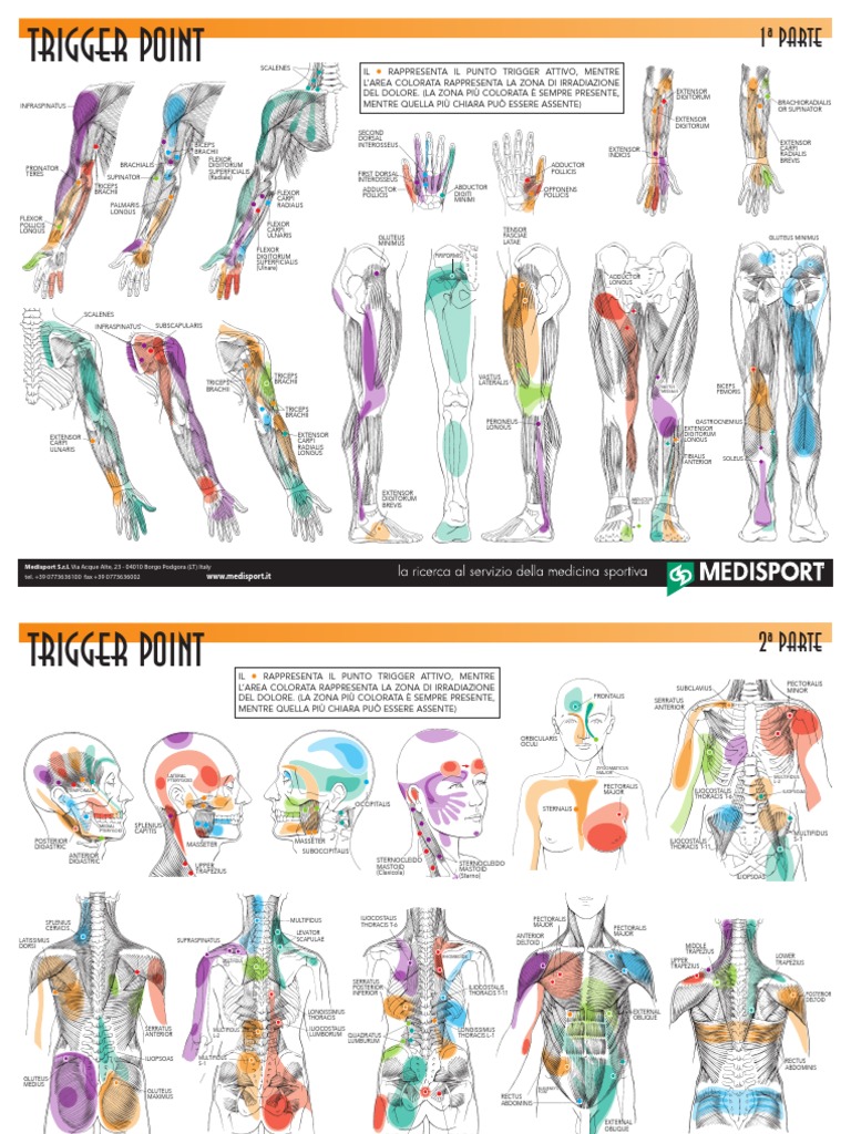 Poster Trigger Point | Musculoskeletal System | Joints