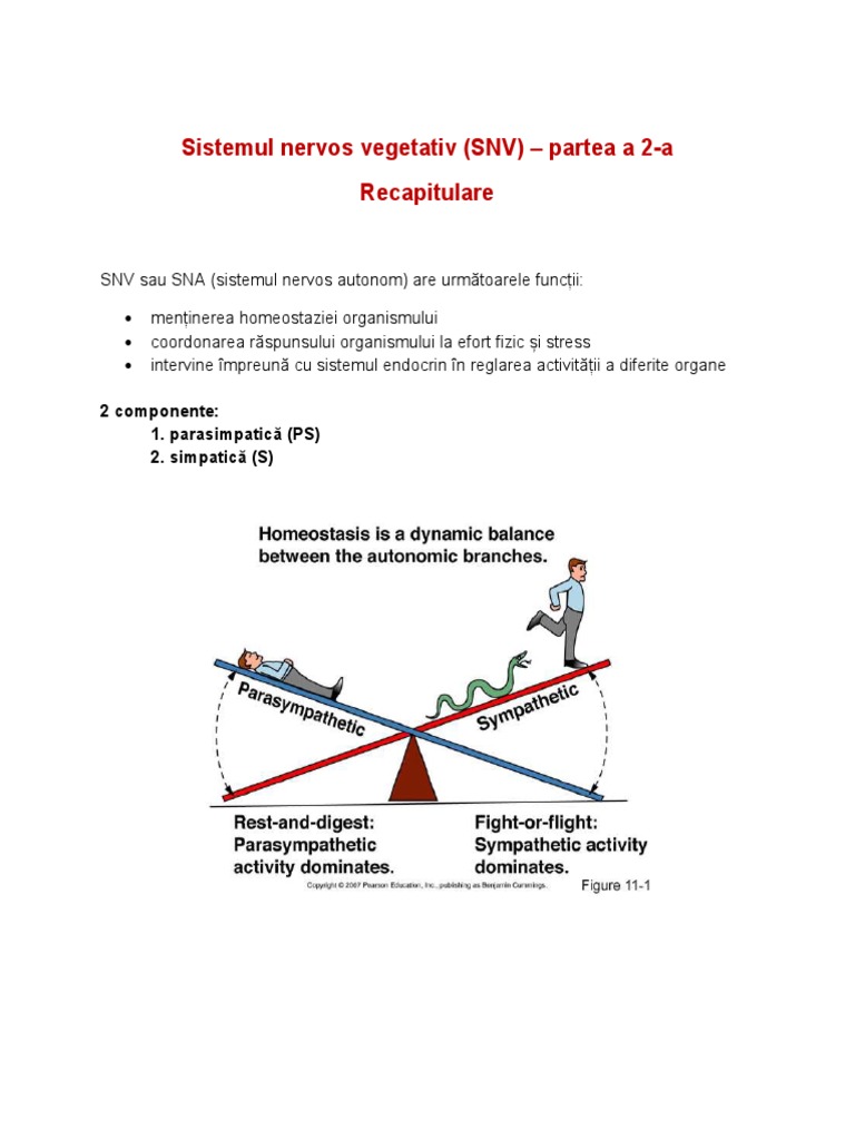 Sistemul Nervos Vegetativ - ADRENERGIC | PDF