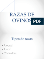 Razas de Ovinos