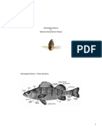 Morfologia Externa PDF