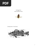 Morfologia Externa.pdf