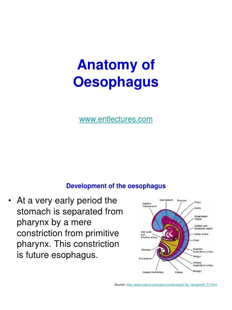 Oesophagus Anatomy Overview | PDF | Esophagus | Vein