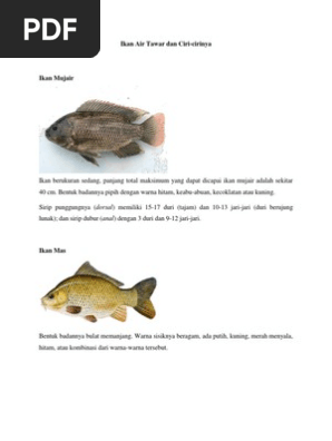 9000 Koleksi Gambar Hewan Beserta Ciri Cirinya HD Terbaik