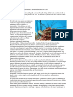 Cultivo de La Langosta Australiana PDF