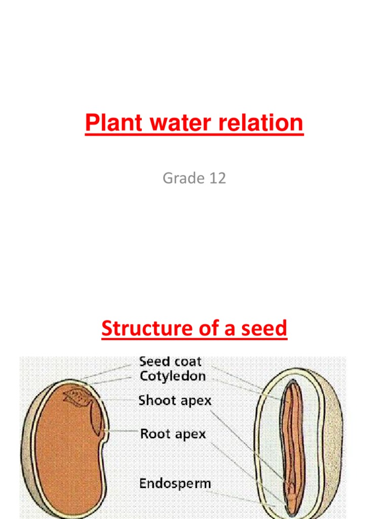 Plant Water Relation: Grade 12 | PDF | Home & Garden | Science ...