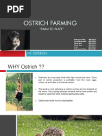 Ostrich Farming (FARM To PLATE) Final