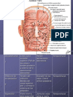 Musculos de Cabeza y Faciales