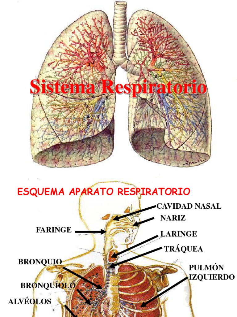 Aparato Respiratorio CONCLUSION Pulmón Sistema