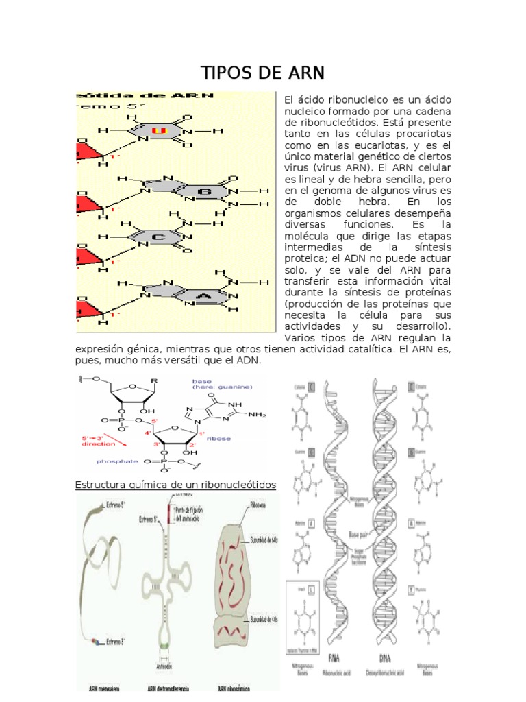 Tipos de arn Rna Ribosoma
