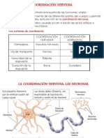 Neurona Alas Peruanas
