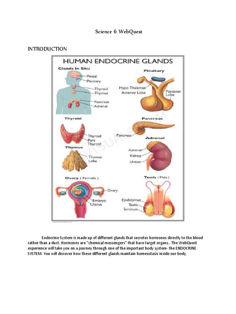 Endocrine System Maintain Homeostasis