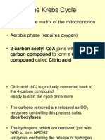 The Krebs Cycle