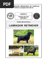 Retriever Labrador