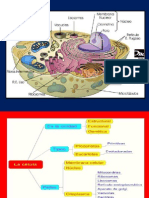 Diapositivas de Síntesis Del Tema-Célula-Zaña-2011