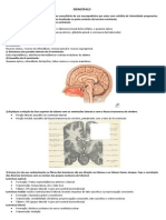 10 - Diencéfalo