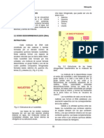 Estructura Acidos Nucleicos