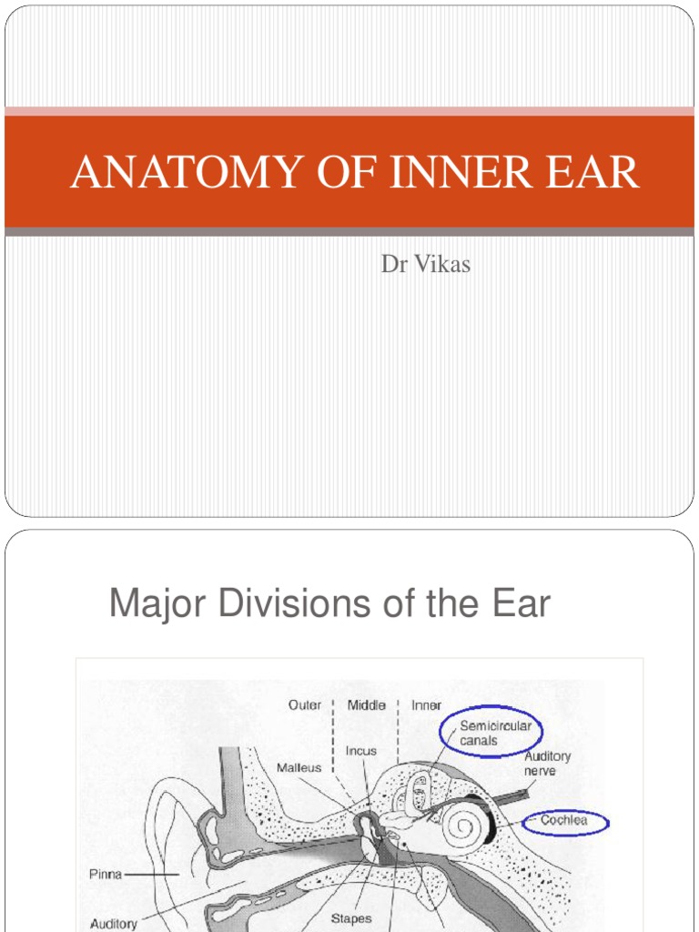 Inner Ear Anatomy PDF Auditory System Ear