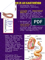 Locomotion in An Earthworm: Circular Longitudinal Muscles