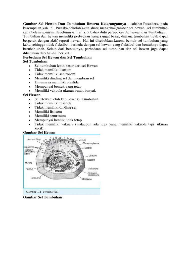  Gambar  Sel  Hewan  Dan  Tumbuhan  Beserta Keterangannya