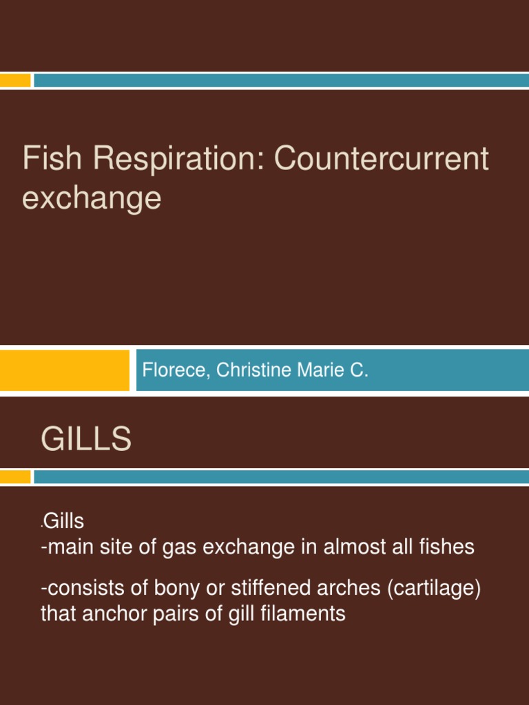Countercurrent Exchange in Fish Gills | PDF | Gill | Blood