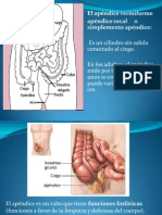 apendice.pptx