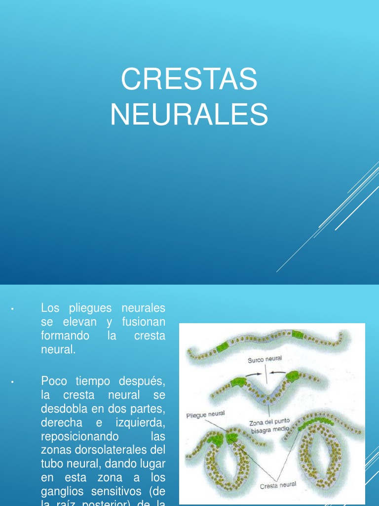 Crestas neurales 2
