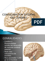 Estructura y anatomía del cerebro humano