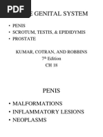 Male Genital System: - Penis - Scrotum, Testis, & Epididymis - Prostate