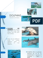 Dolphins