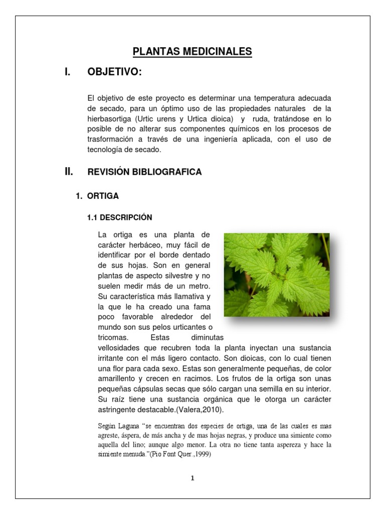 Ruda Y Ortiga Digestion Plantas