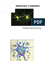 Impulso Nervioso y Sinapsis
