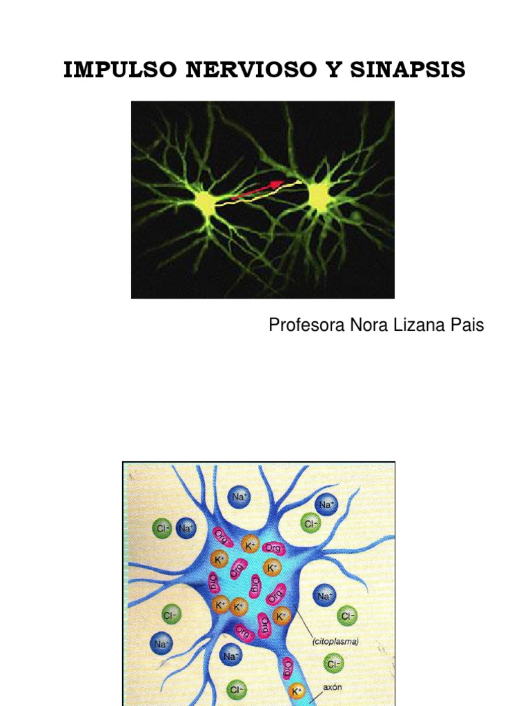Impulso Nervioso y Sinapsis Neuronal | PDF | Sinapsis | Potencial de acción
