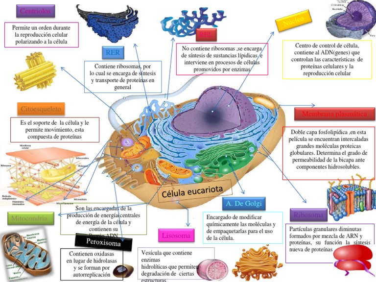 Célula Eucariota Fisiología | PDF | Ribosoma | Biología Celular)